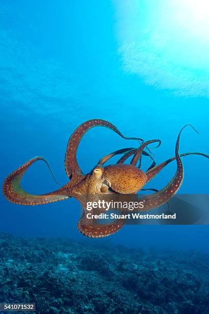 octopus cyanea or day octopus - molusco invertebrado - fotografias e filmes do acervo