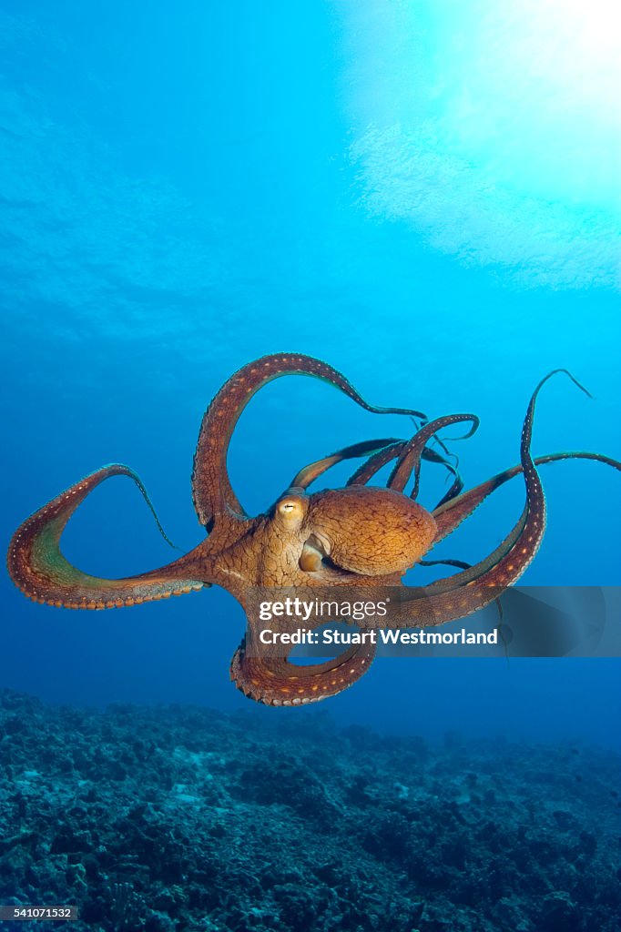 Octopus cyanea or Day Octopus