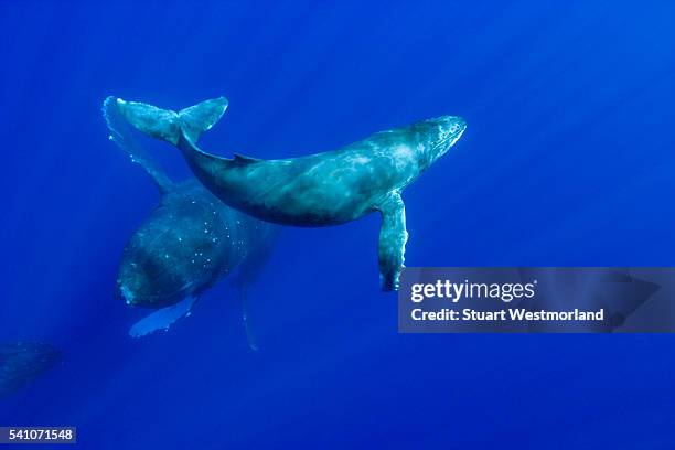 humpback whales - océano pacífico norte fotografías e imágenes de stock