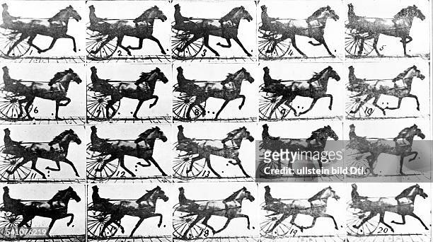 1904Fotograf, GBBewegungsstudie eines trabenden Pferdes- 1879