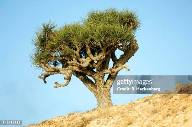 sultanate of oman, dragon tree - dragon tree stock pictures, royalty-free photos & images
