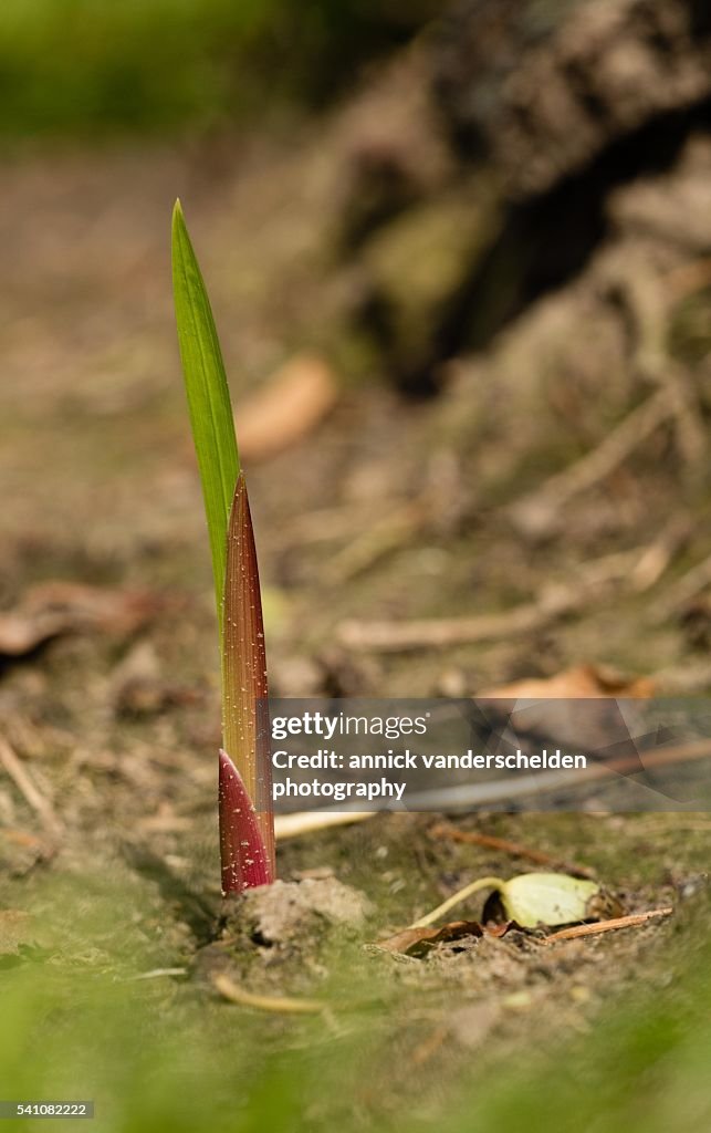 Acidanthera murielle.