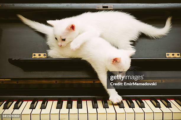 Two cute white playful kittens on piano.