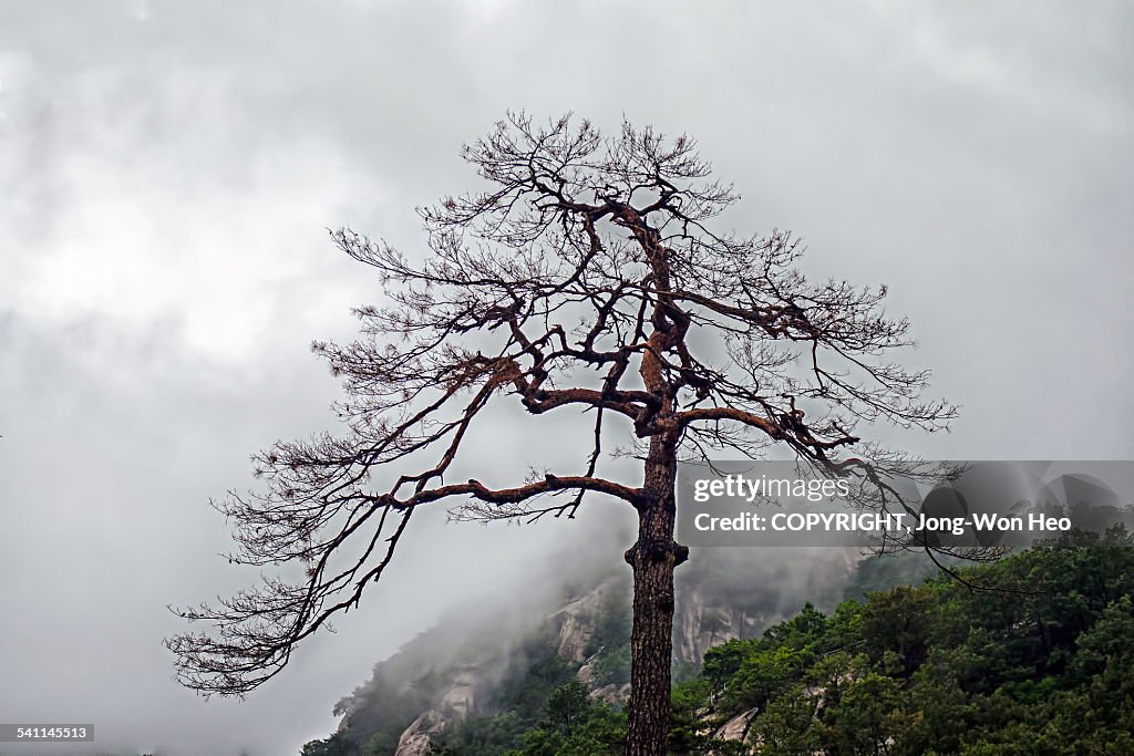 Tree Crying A Crying Tree High-Res Stock Photo - Getty Images
