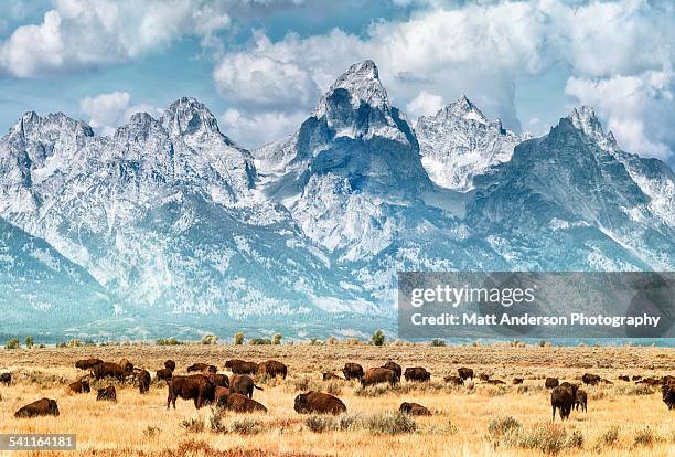bison (or buffalo) below the grand teton mountains - parque nacional fotografías e imágenes de stock