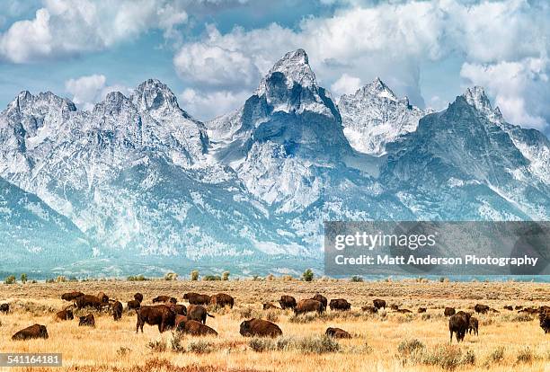 bison (or buffalo) below the grand teton mountains - grand teton national park fotografías e imágenes de stock