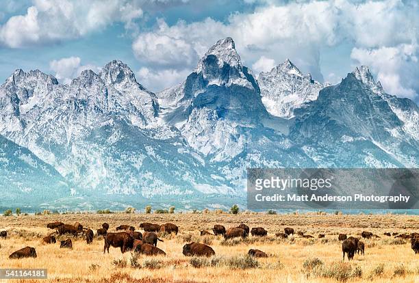 bison (or buffalo) below the grand teton mountains - animals in the wild stock pictures, royalty-free photos & images