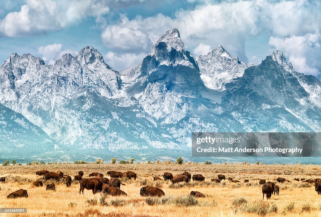 Bison (or Buffalo) below the Grand Teton Mountains