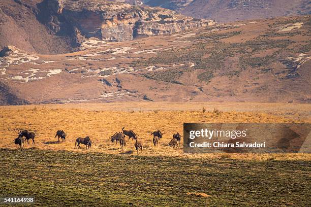 some black wildebeest in golden gate highlands national park, south africa - black wildebeest stock pictures, royalty-free photos & images