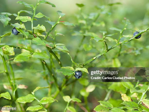 blueberries in the cantabrian mountains - tetrao urogallus stock pictures, royalty-free photos & images