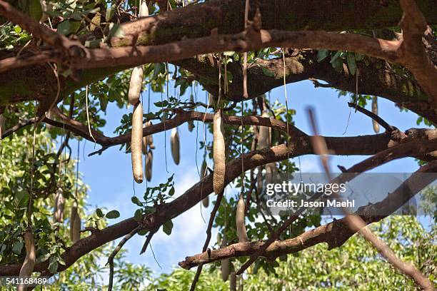 Sacque Tree Sausage Tree Photos and Premium High Res Pictures - Getty Images