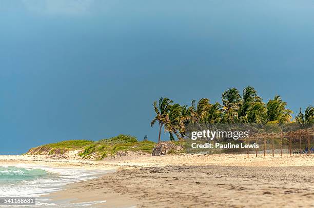 swaying palm trees - varadero beach stock pictures, royalty-free photos & images