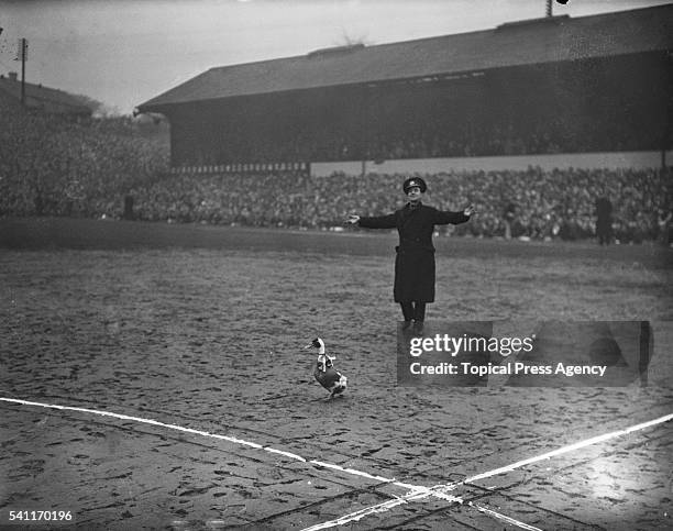 Policeman chasing a goose that a fan had let loose on the pitch at Molineux during the Fourth Round FA Cup tie between Wolverhampton Wanderers and...