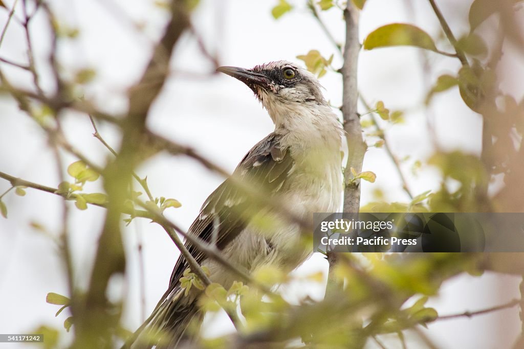 The tropical Mockingbird is one of the most prized birds by...
