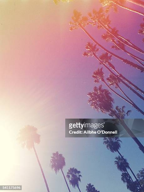vintage style palm trees, beverly hills, los angeles, california, usa - beverly hills california stock-fotos und bilder