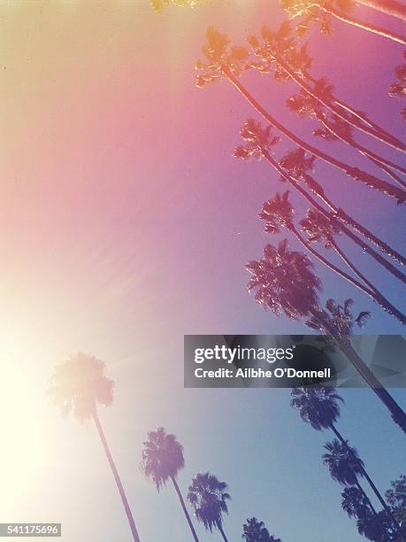 vintage style palm trees, beverly hills, los angeles, california, usa - beverly hills california fotografías e imágenes de stock