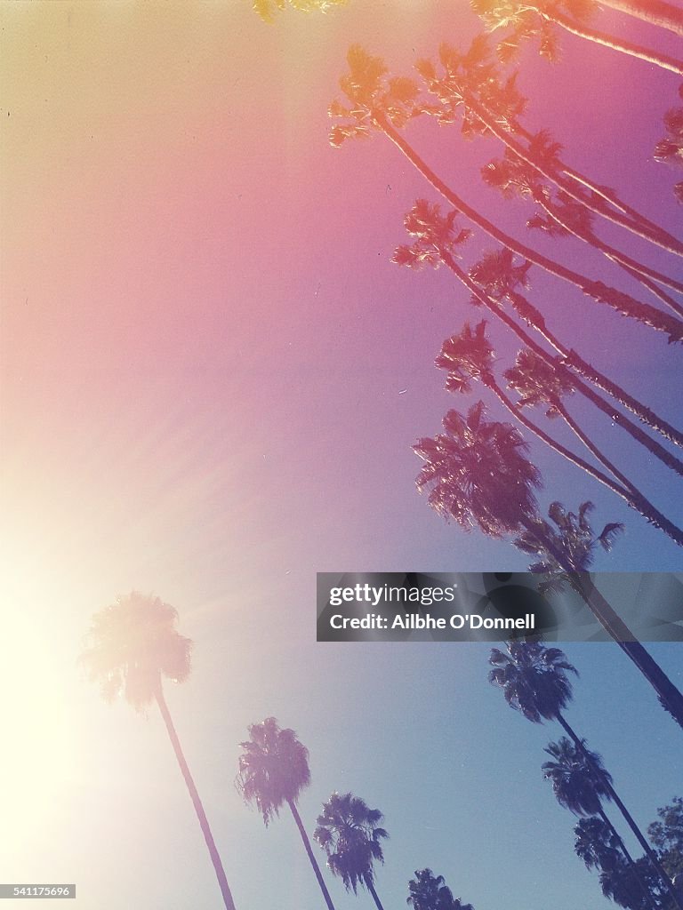 Vintage style palm trees, Beverly Hills, Los Angeles, California, USA