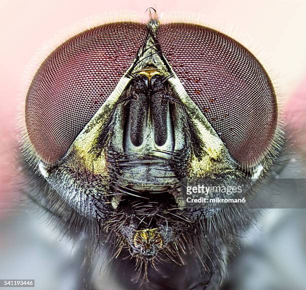 the housefly (also house fly, house-fly or common housefly) - housefly 個照片及圖片檔