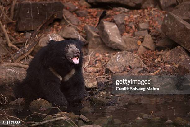 sloth bear bathing in ranthambhore - sloth bear stock pictures, royalty-free photos & images