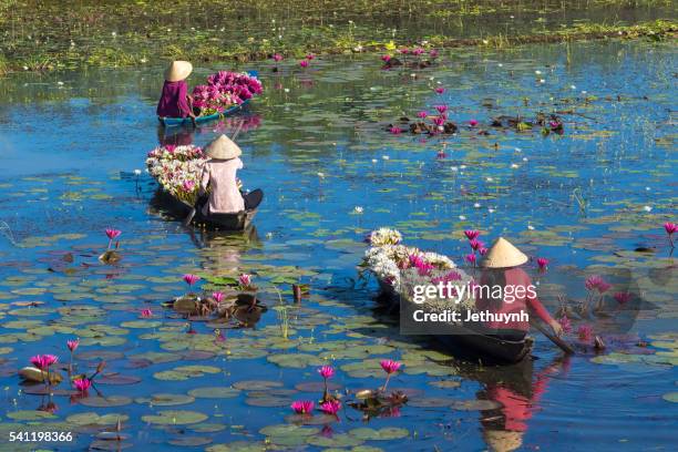 people boating on pond harvest and collecting water lilies - mekong river stock pictures, royalty-free photos & images