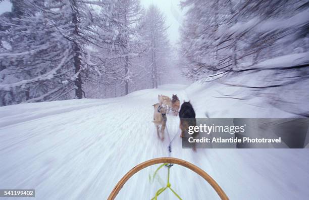 dogs pulling sled on colle s. carlo near courmayeur ski resort - courmayeur stock-fotos und bilder