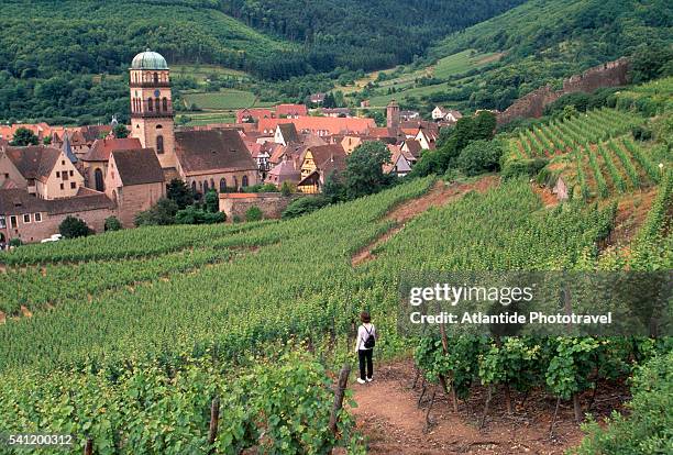 vineyards around kaysersberg in france - agritoerisme stockfoto's en -beelden