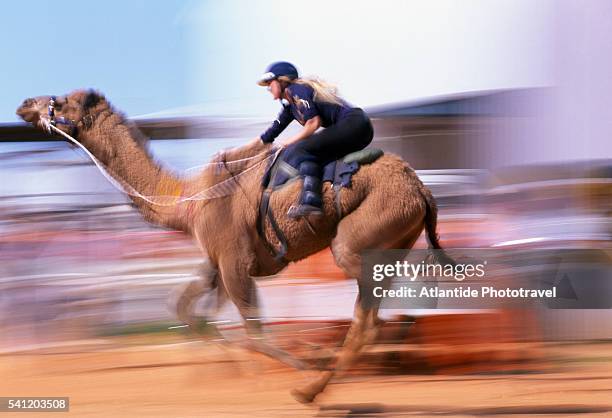 australian camel racing - kamelrennen stock-fotos und bilder