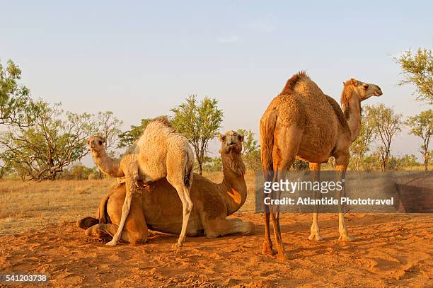 camels on the road to fitzroy crossing - dromedar stock-fotos und bilder
