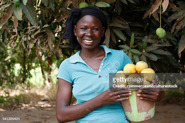 a female farmer holding a can full of mangoes - commerceandculturestock stock pictures, royalty-free photos & images