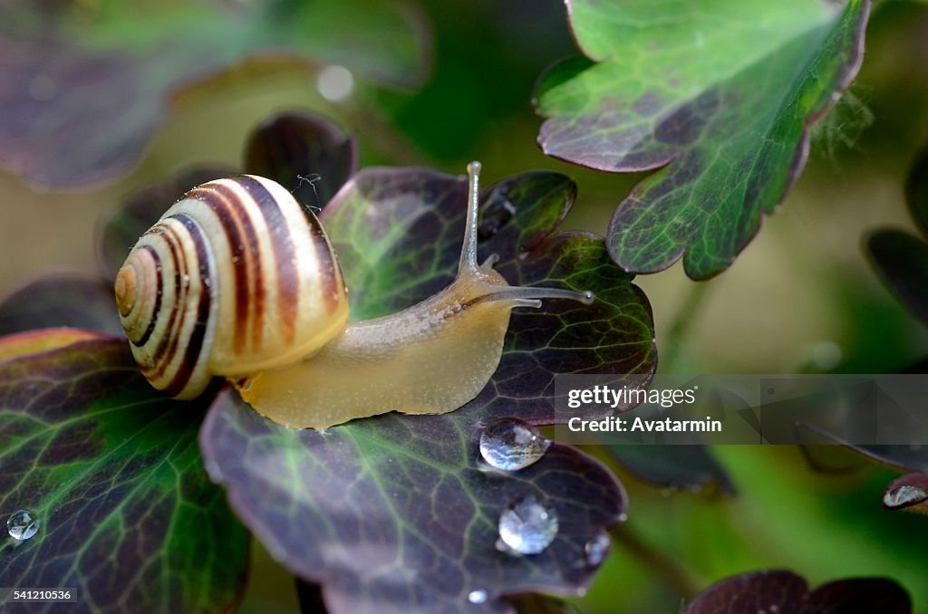 Snail