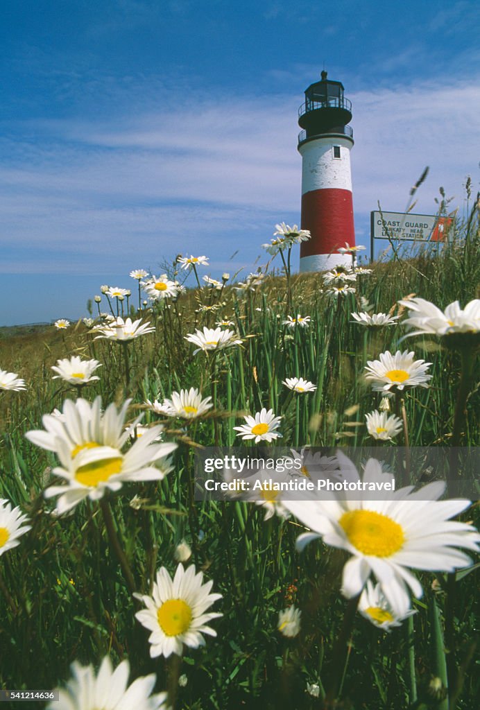 Daisies and Sankaty Lighthouse