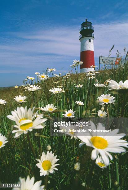 daisies and sankaty lighthouse - nantucket stock pictures, royalty-free photos & images
