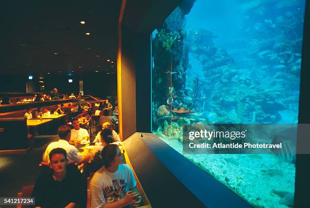restaurant aquarium - epcot stock pictures, royalty-free photos & images