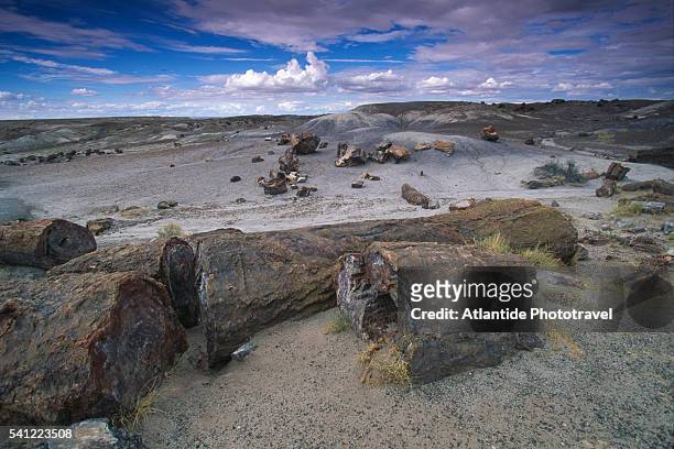 petrified logs in petrified forest national park - 化石の森国立公園 ストックフォトと画像