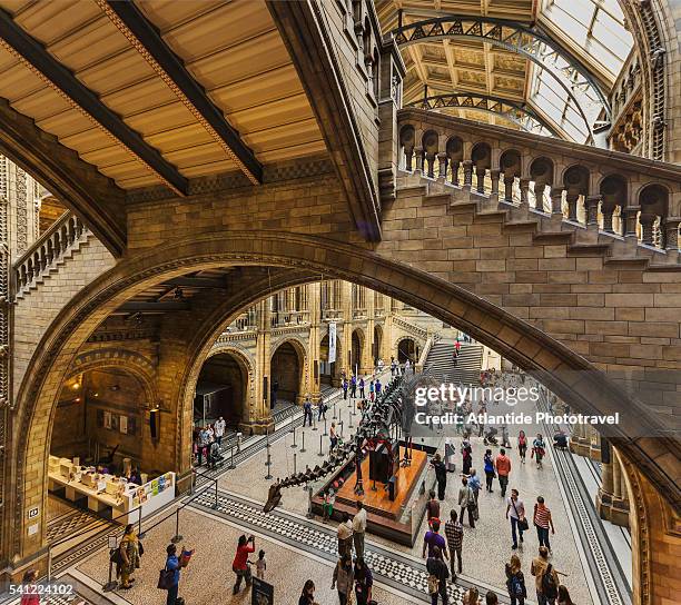 central hall of natural history museum - ロンドン自然史博物館 ストックフォトと画像