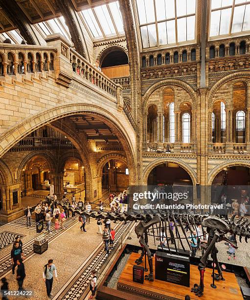 central hall of natural history museum - naturhistorisches museum von london stock-fotos und bilder