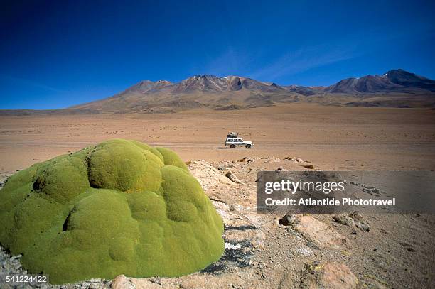 yareta fungus and car in bolivian desert - yareta stock pictures, royalty-free photos & images