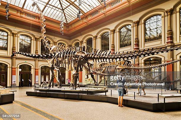 the dinosaur hall, museum fur naturkunde, berlin, germany - natural history museum stock pictures, royalty-free photos & images