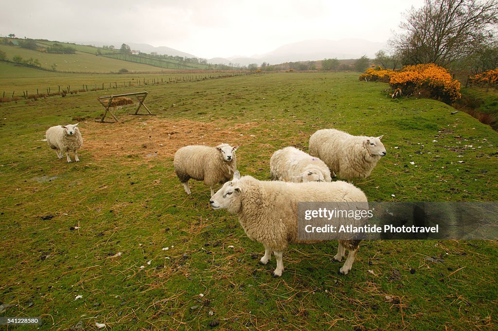 Sheep in Misty Pasture