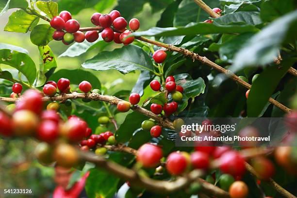 on the road to monteverde, coffee plantation during the harvest. - coffee plantations stockfoto's en -beelden