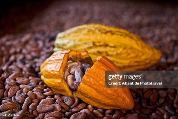 cocoa beans at vieux habitants in the grande rivière valley - cocoa beans foto e immagini stock