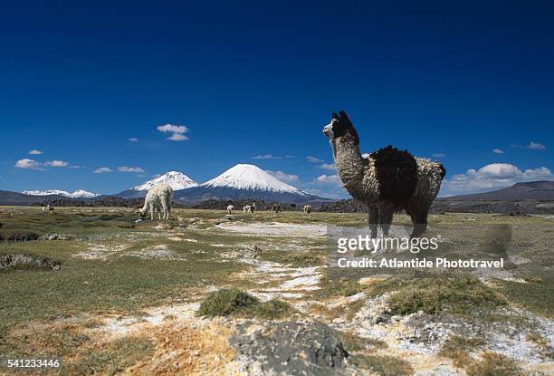 guanacos at pasture and parinacota in distance - arica fotografías e imágenes de stock