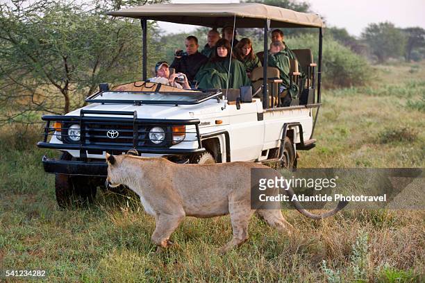 madikwe game reserve at the border with botswana - madikwe game reserve stock pictures, royalty-free photos & images