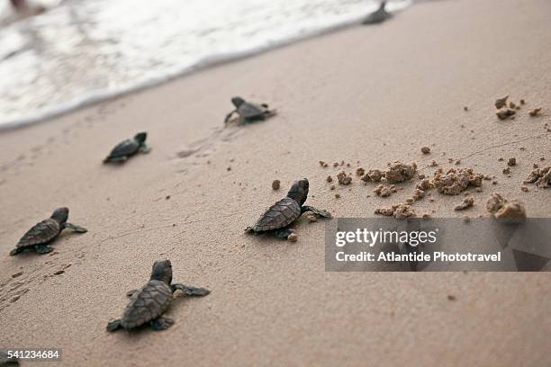 little sea turtles on barbados west coast beach - turtle stock-fotos und bilder