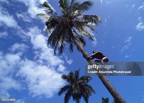 man climbing a palm tree - port antonio jamaica stock pictures, royalty-free photos & images