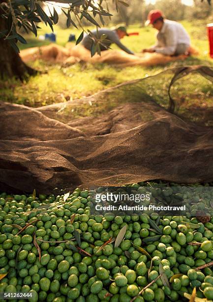 olive harvest - orbetello 個照片及圖片檔