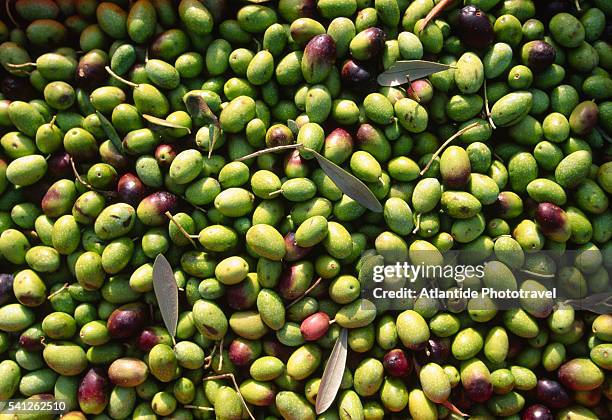 olive harvest - green olive fruit stock pictures, royalty-free photos & images