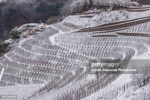 vineyards in winter time - cembra stock pictures, royalty-free photos & images