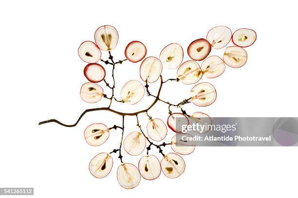 sliced grapes on stems - pflanzensamen stock-fotos und bilder