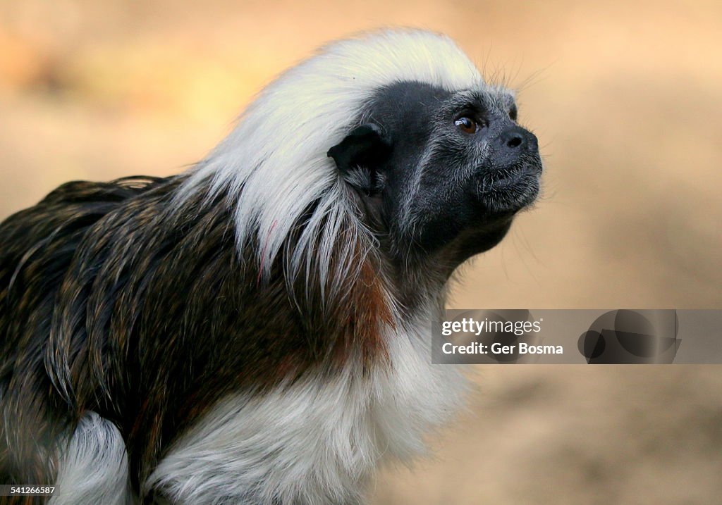 Einstein of The Amazon